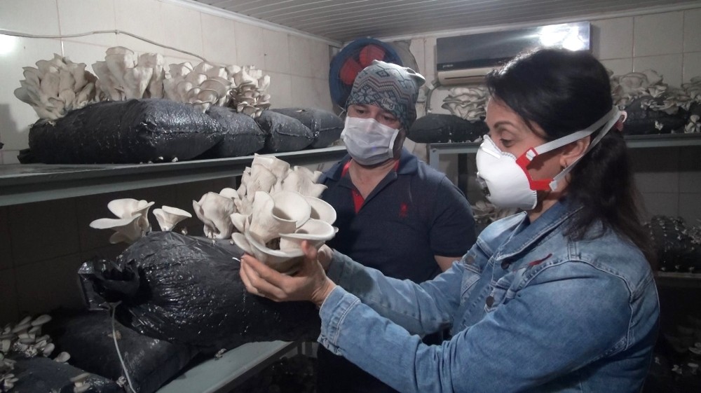 Tarsus’ta kursiyerlerin ürettiği istiridye mantarı hasat edildi 