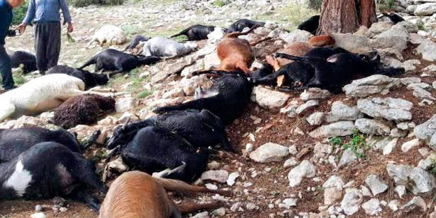 Tarsus'ta sürüye yıldırım düştü; 25 küçükbaş telef oldu