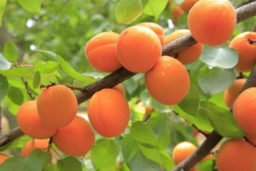 Tartışma hararetlendi! Malatya'nın mı, Iğdır'ın mı?