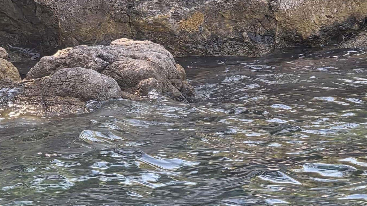 Tarzan Koyu’nda sürpriz misafir!