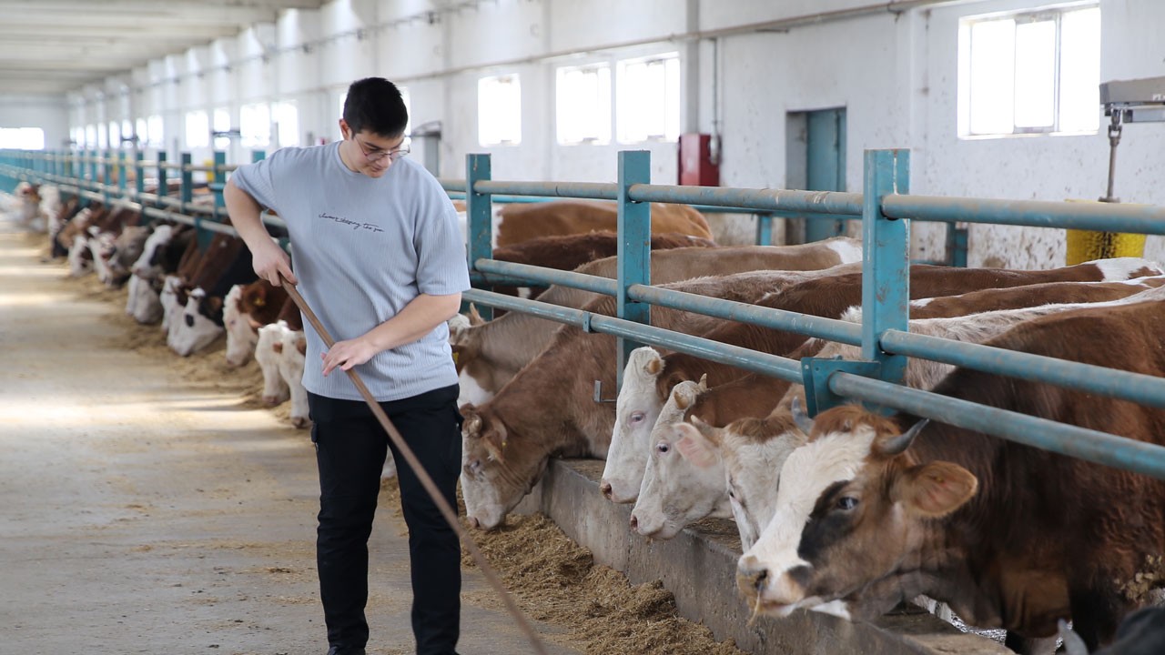 Taş ahırdan Avrupa standartlarına! Devlet desteğiyle hayvancılıkta çağ atladı