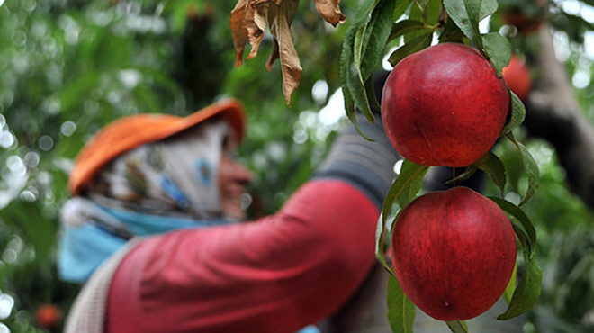Taş çekirdekli meyvelerin ekonomiye katkısı 5,6 milyar lira oldu