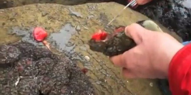 Taş sandığı şey bakın ne çıktı!