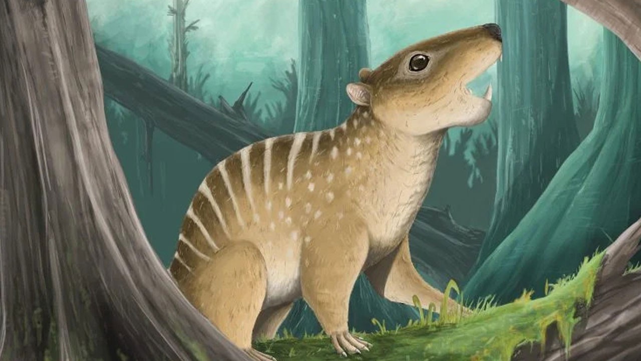 Taşın altından tarih çıktı! Öğrenci 145 milyon yıllık fosil buldu