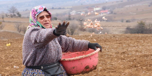 Taşköprü sarımsağında ekim zamanı