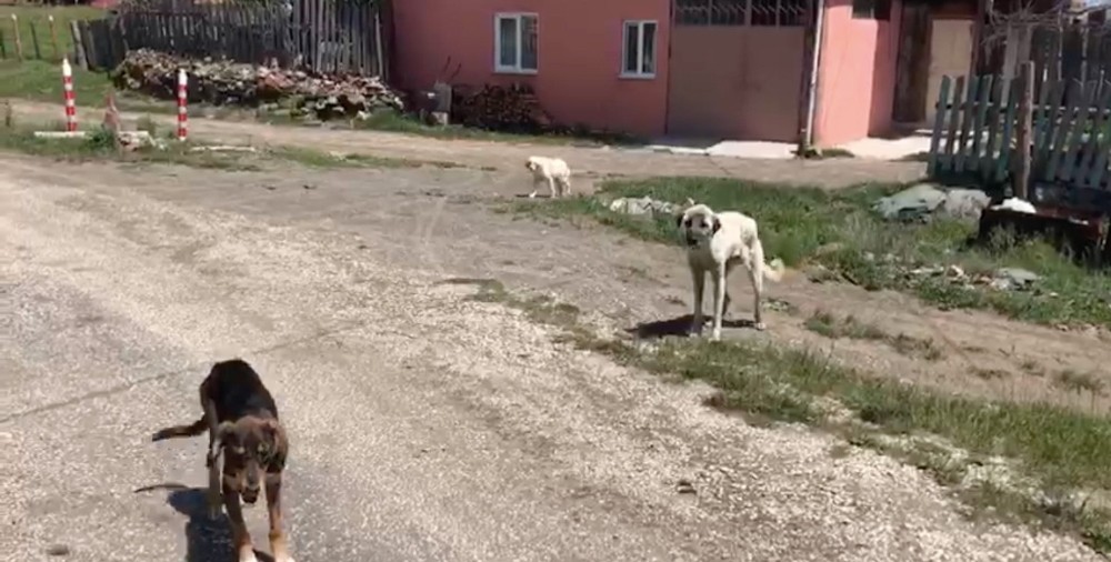 Taşköprü’nün dağ köylerine çok sayıda köpek bırakıldı 