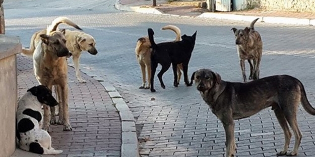 Taşlar bağlanmış, köpekler serbest!
