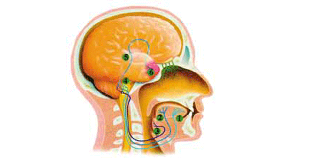 Tat memecikleri nedir?