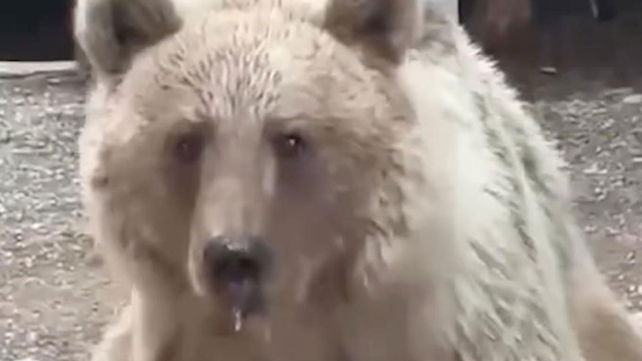 Tatilcilere ilginç sürpriz! Akşam karpuz verdiler, sabah kapıya dayandı