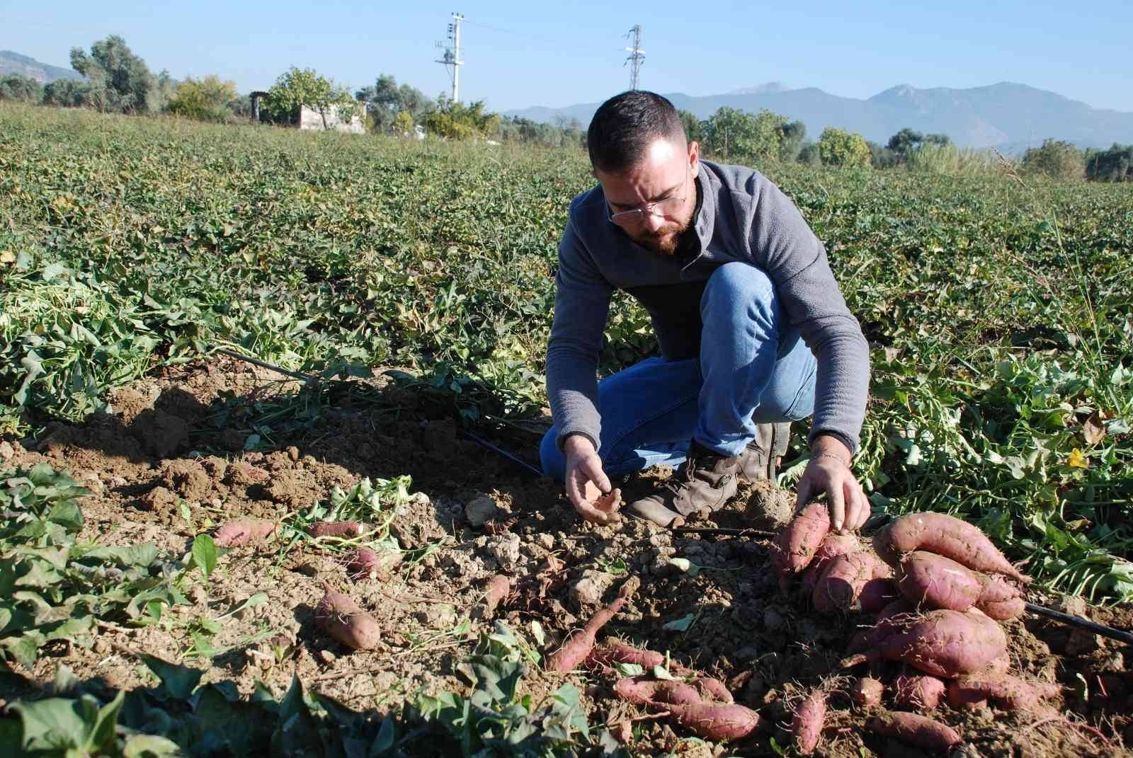 Tatlı patateste hasat zamanı