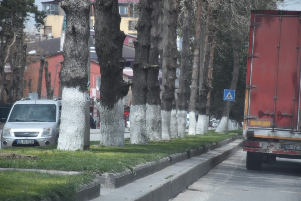 Tatvan’da ağaçlar kireçleniyor 