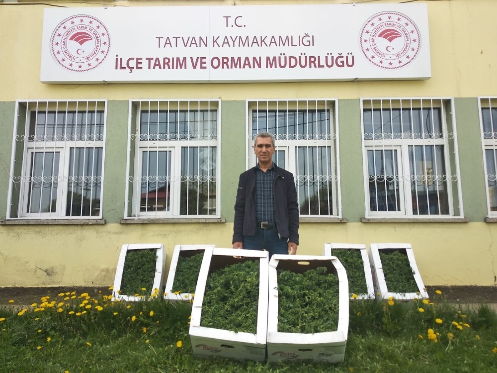 Tatvan’da bin adet domates fidelerinin dikimine başlandı 