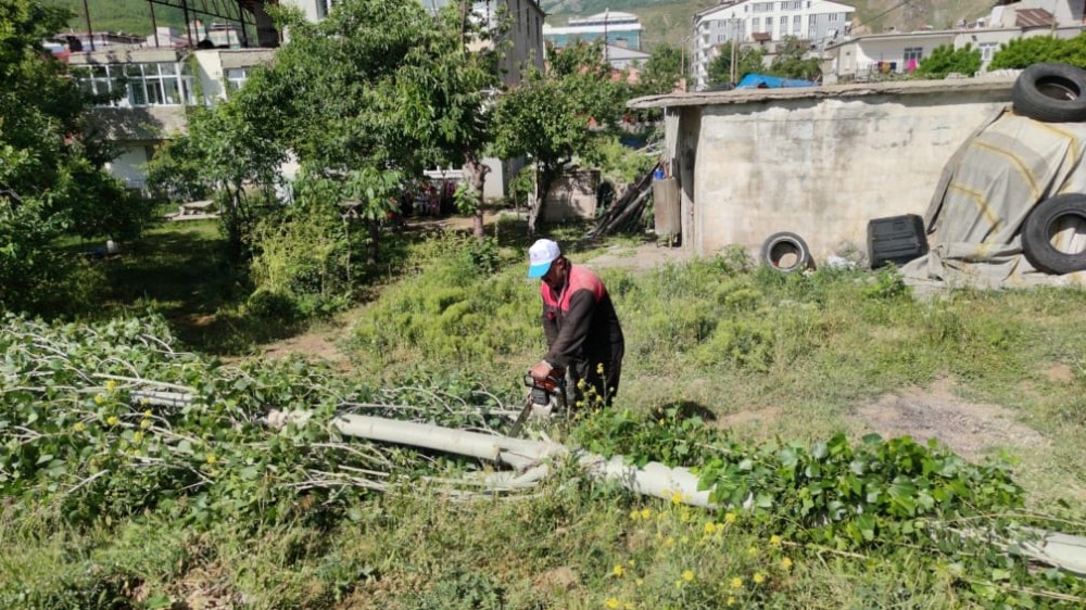 Tatvan’da polen ve pamukçuk üreten kavak ağaçları kesiliyor 