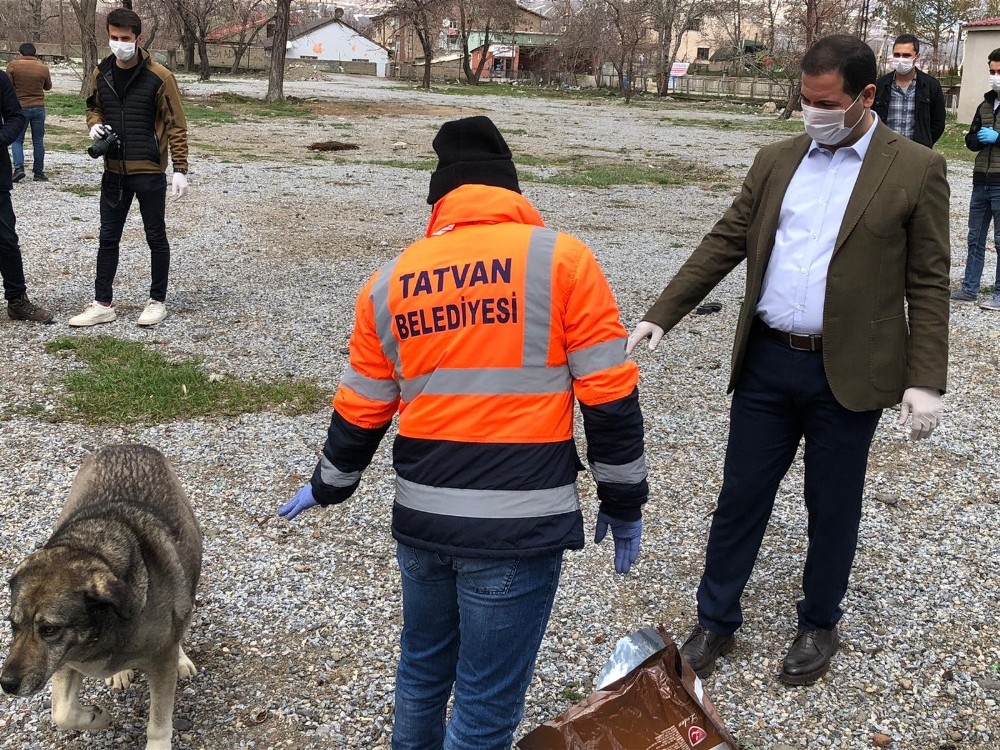 Tatvan’da sokak hayvanları için doğaya yiyecek bırakıldı 