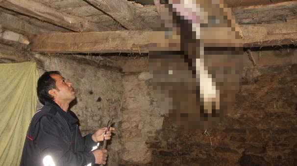 Tavandan sarktığını gören şoka girdi