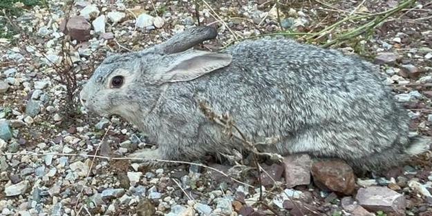 Tavşan köylülerin korkulu rüyası oldu!
