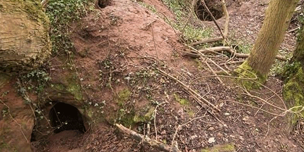 Tavşan yuvası sandığı delikten bakın ne çıktı! İnanılmaz görüntüler…