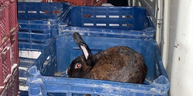 Tavşanlar dağda değil araçta!