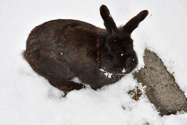 Tavşanlar karın keyfini çıkardı