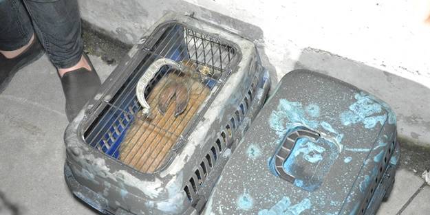 Tavşanlar yangında mahsur kaldı