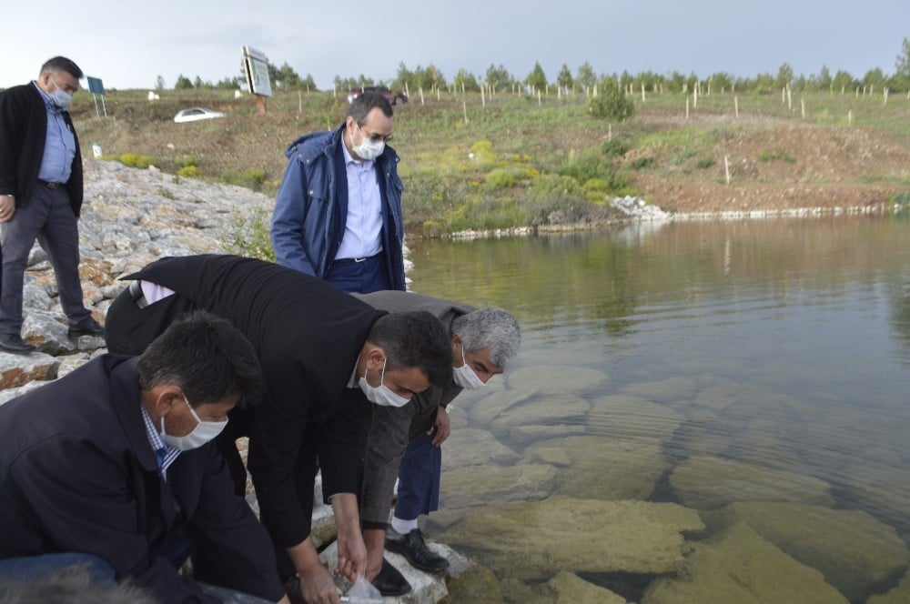 Tavşanlı ilçesinde 9 köy göletine yavru sazan balığı bırakıldı 