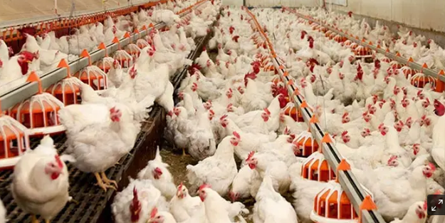 Tavuğa ihracat yasağı geliyor