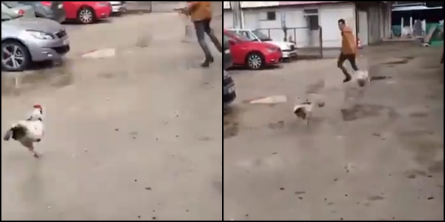 Tavuğu kaçırılan horoz çılgına döndü!