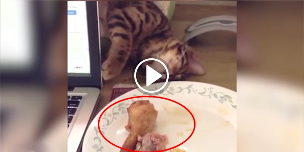 Tavuğu kapmak için uyku numarası yapan kedi