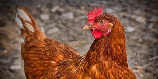Tavuk dışkısına buluyorlar! Vatandaşlara uyarı: Böyle ise almayın