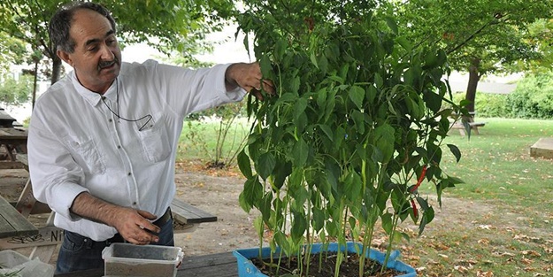 Tavuk dışkısını 'verimli toprağa' dönüştürüyor