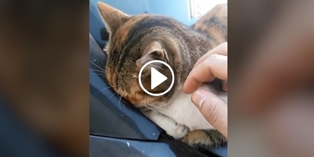 Tavuk döner vermediği için sahibine küsen kedi