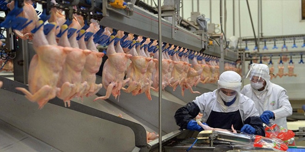 Tavuk eti üretimi aylık bazda arttı