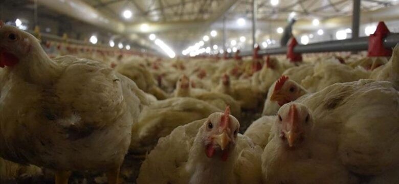 Tavuk eti üretimi yıllık yüzde 2,1 azaldı