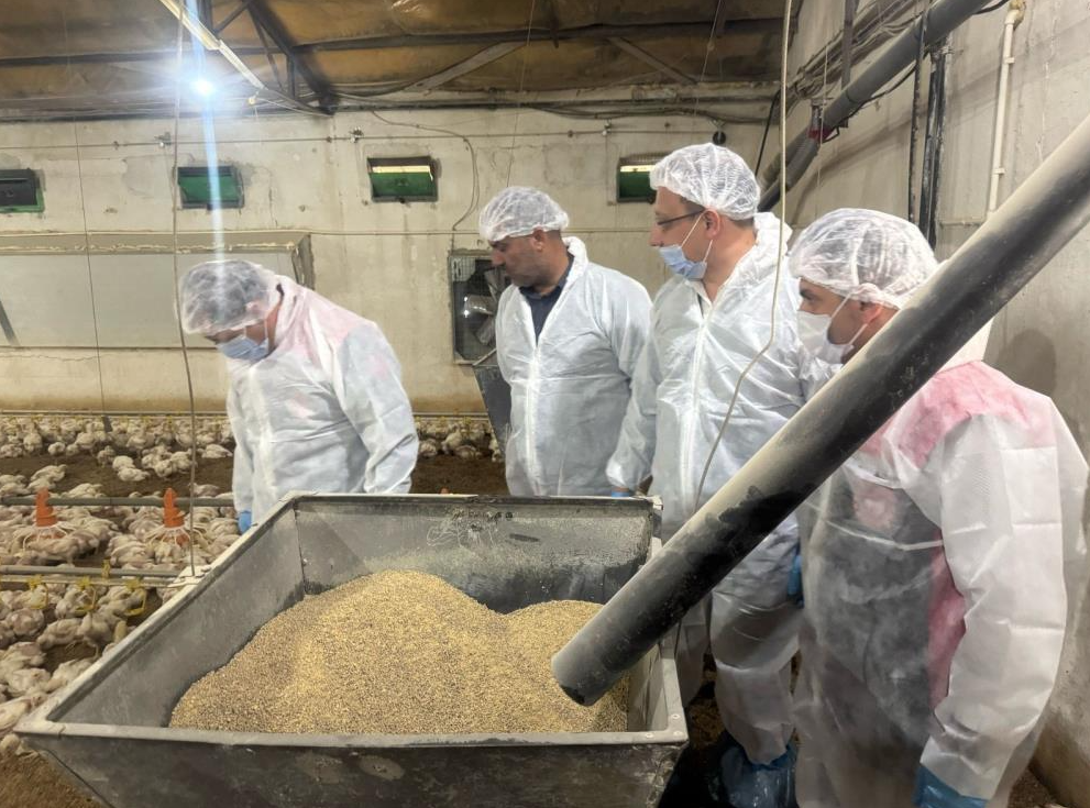 Tavuk eti üretiminde artış var