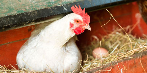 Tavuk eti ve yumurta üretimi arttı