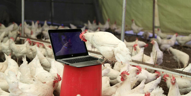 Tavuk gıdaklamasını tercüme ettiler