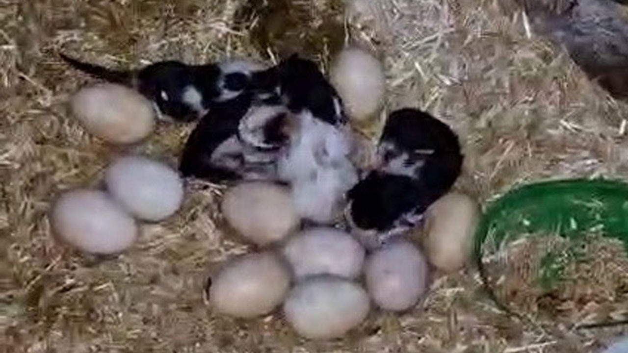 Tavuk ile kedi arasında 'Annelik krizi' şaşırttı