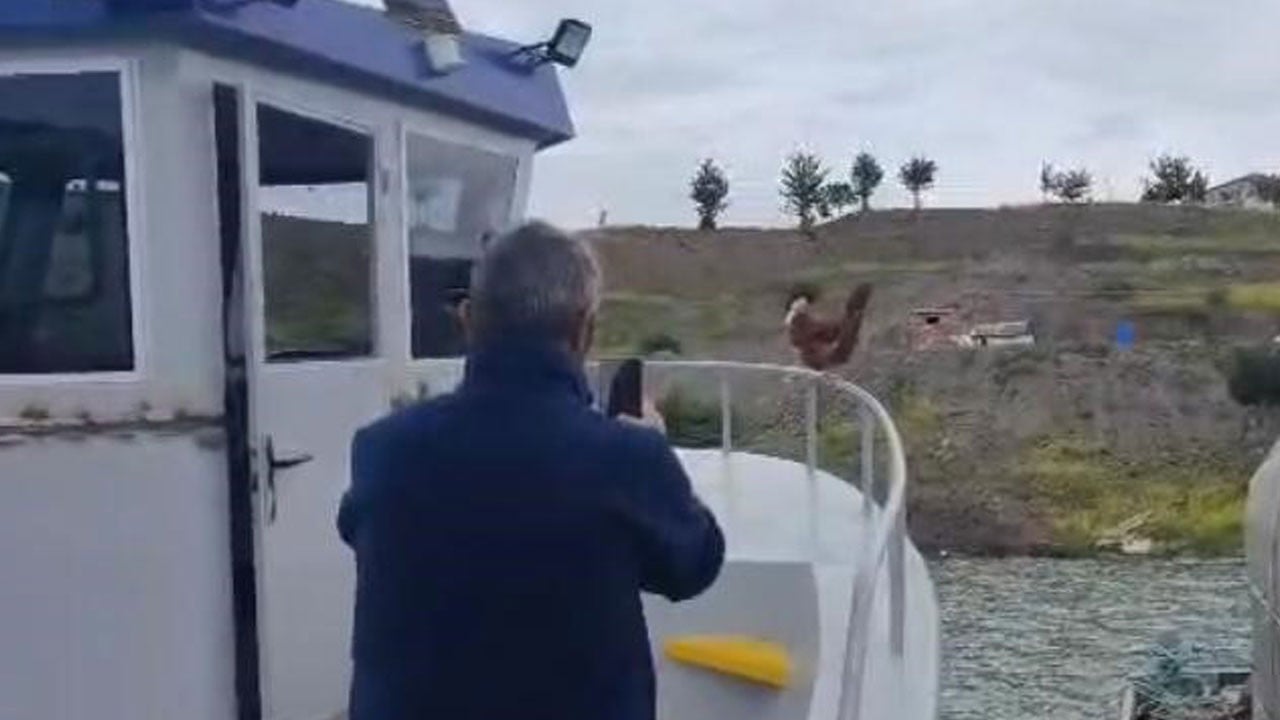 Tavuk Kaptan'ı görenler dondu kaldı