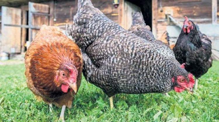 Tavuk krizinde son karar açıklandı