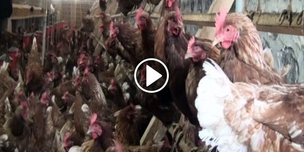 Tavuk kümesinde ilginç olay!