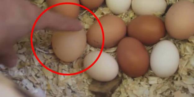 Tavuk kümesindeki yumurtayı gören adam şaşkınlığa uğradı!