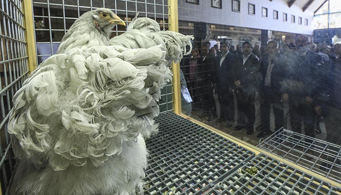 Tavuk ve horoza servet ödediler