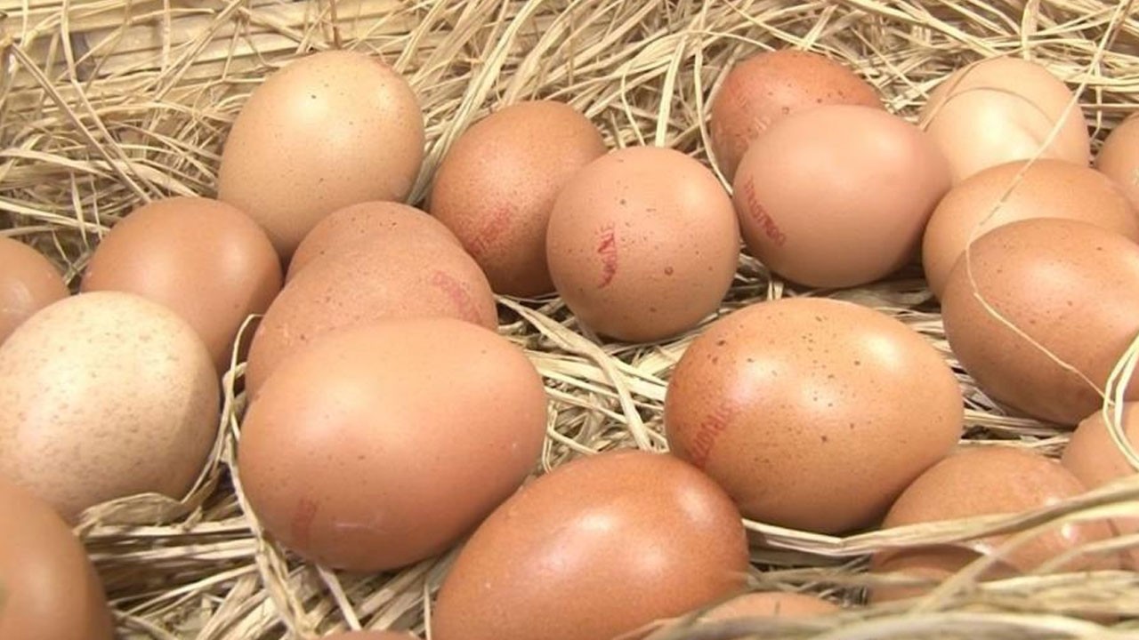 Tavuk yumurtası üretimi azaldı