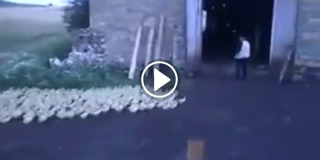 Ördeklere 'askeri' düzen