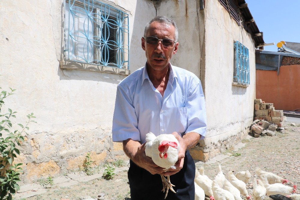Tavukları için kiraladığı evi kümese dönüştürdü 