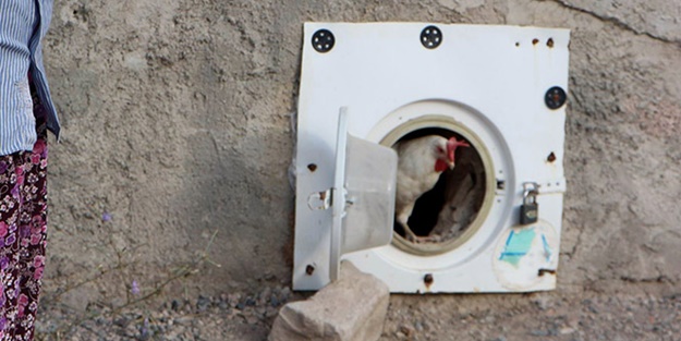 “Tavukları kaç derecede yıkıyorsun!