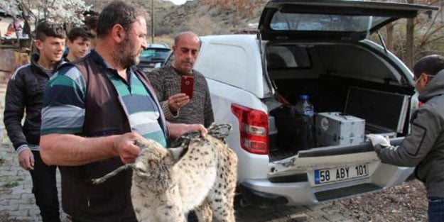 Tavukları öldüren vaşak böyle yakalandı