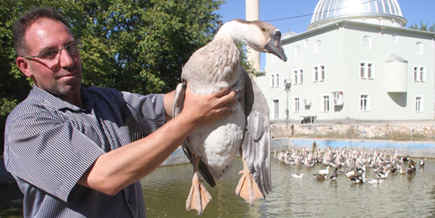 Tavukları telef olmuştu, kaz işinden binlerce lira kazandı