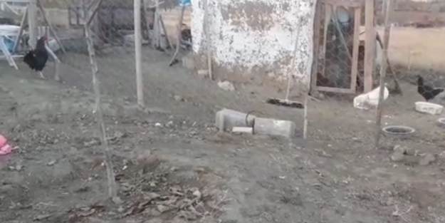 Tavukların canı can değil mi? Başıbozuk köpekler, onlarca tavuğu telef etti!