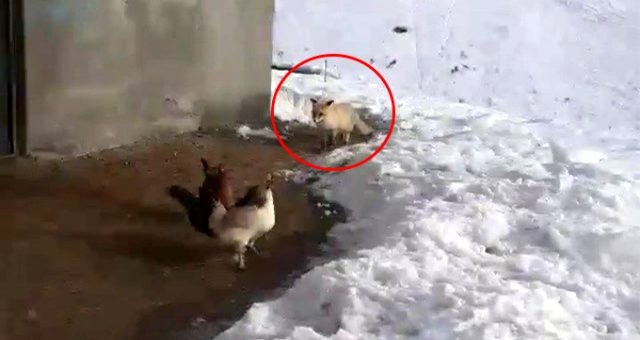 Tavuklarını yemek isteyen tilkiyle dakikalarca sohbet etti, o anlar tebessüm ettirdi